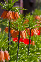 Background of beautiful flowers. A beautiful flower in a meadow. A flower bud in the spring in the sun. Flower bed. Close-up. Red flower.