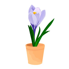 Saffron flower vector stock illustration. Purple crocus in a flower pot. Spring illustration. Nature. Botany. Condiments for Mexican cuisine. Isolated on a white background.