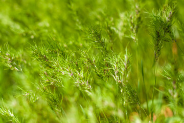 Natural green background of growing grass with selective focus. Green meadow. Fresh green grass background. Natural texture.