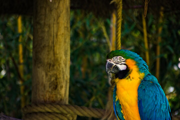 Portrait d'Ara ararauna