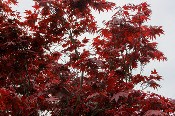 red japanese maple tree