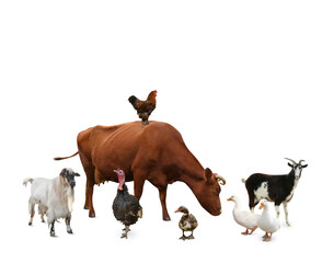 Group of different farm animals on white background
