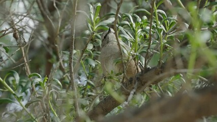Little mocking bird resting on a branch of a tree. Slow-motion