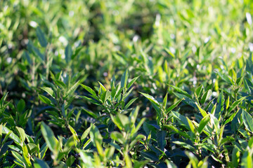 green grass background
