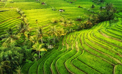 Aerial view of rice terraces. Landscape with drone. Agricultural landscape from the air. Rice terraces in the summer. Travel and vacation image.