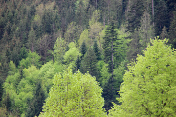 forest in the mountains