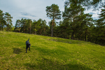 Fototapeta na wymiar Black labrador on a grass background