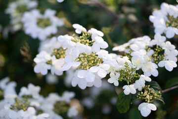 white cherry blossom