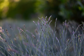 grass and water