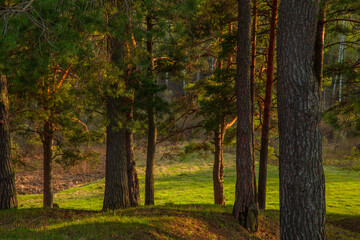 Fototapeta na wymiar Pine trees forest in summer