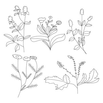 Medicinal plants in the style of line art for use in web design