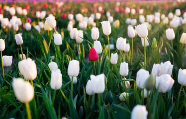 Tulip fields in the Netherlands. Tulips in bloom in springtime. Flowers as a backdrop. Natural background.