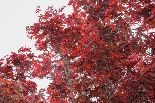 Red Japanese Maple Tree