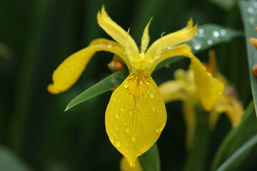 Iris giallo selvatico dopo la pioggia.