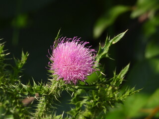 thistle flower in bloom