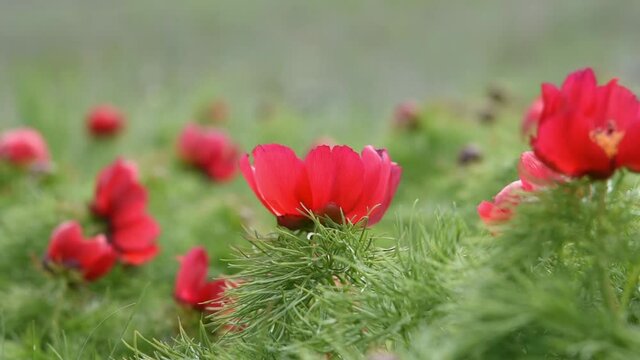 Beautiful red peonies blurred green grass background. Narrow-leaved peony or peony voronets lat. Paeonia tenuifolia bloomed in the steppe in the spring. Wild rare flower. Protected plant species.