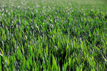 Growing wheat seedlings, North China Plain