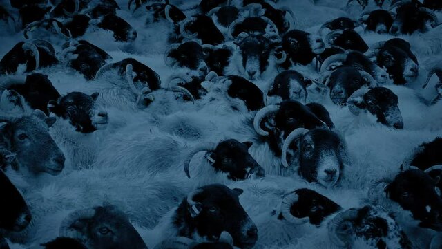 Many Sheep Crammed Together In The Evening