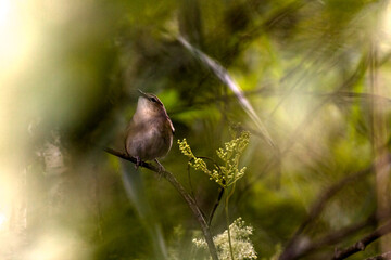 Bird in the forest