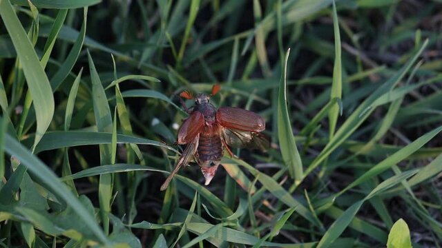 chafer Slow Motion takes off from grass