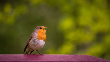 European robin. Erithacus rubecula. One robin is singing with green background in spring in Switzerland. Robin redbreast.