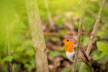 European robin. Erithacus rubecula. One robin perching on tree branch in natural environment. Robin redbreast.