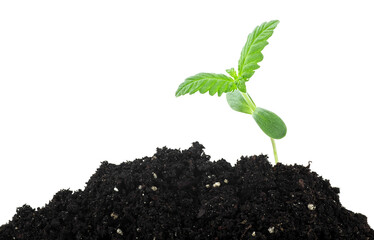 Cannabis plant in soil humus isolated on a white background. Medical hemp.