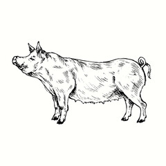 Pig (sow) standing side view. Ink black and white doodle drawing in woodcut style.