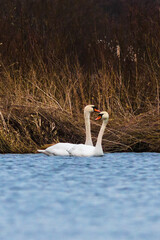 The mute swan (Cygnus olor)