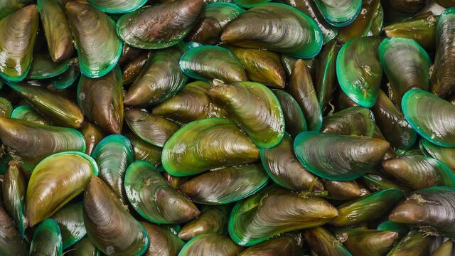 Close up rotation of many colored green Mussel in the market.
