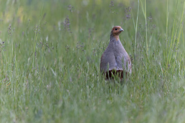 Perdrix grise Perdix perdix au sol en photo rapprochée	
