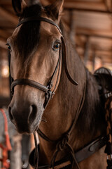 Obraz premium Caballo café mirada