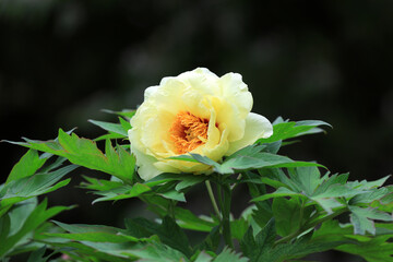 Beautiful Peony in the botanical garden, North China