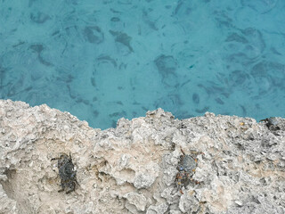 Two crabs on a rock by the sea - San Andres, Colombia