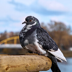 pigeon on the fence