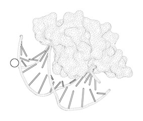 3D rendering as a line drawing of a molecule. Structure of the human FOXO4-DBD-DNA complex at 1.9   A resolution reveals new details of FOXO binding to the DNA
