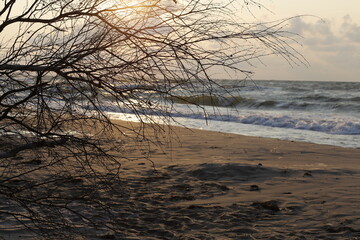 Morze bałtyckie Plaża Gałęzie