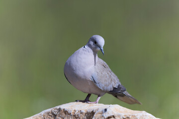 Tourterelle turque Streptopelia decaocta sur une peirre ou au sol
