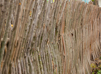 Wicker fence made of flexible wood willow or hazel . The texture of the trunk of a natural tree. The concept of suburban life. Side view