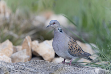 Tourterelle des bois Streptopelia turtur perchée sur une branche morte	
