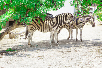 Fototapeta na wymiar Zoo yard with zebras . Striped Wild Animals