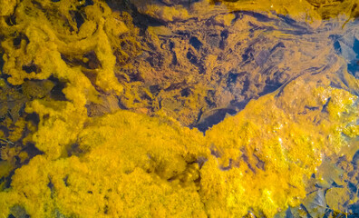 Yellow Algae polluted water. film of algae on surface of the water preventing the formation of oxygen and causing death to aquatic organisms