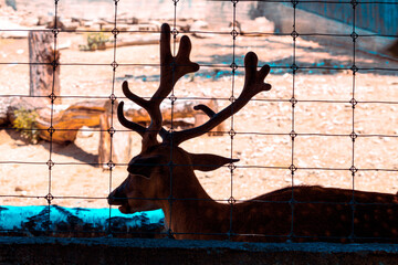 Deer silhouette in the cage . Wild animal with big horns