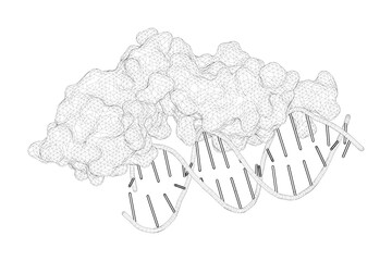 3D rendering as a line drawing of a molecule. Cryptic glucocorticoid receptor-binding sites pervade genomic NF-kappa B response elements.