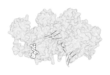 3D rendering as a line drawing of a molecule. Identification of fidelity-governing factors in human recombinases DMC1 and RAD51 from cryo-EM structures.