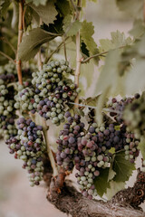Healdsburg California, Dry Creek vineyards & wine grapes at dusk
