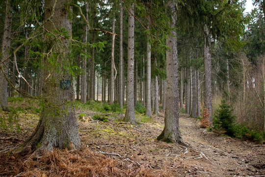 Photo d'arbre et de la nature prise en haute fagnes