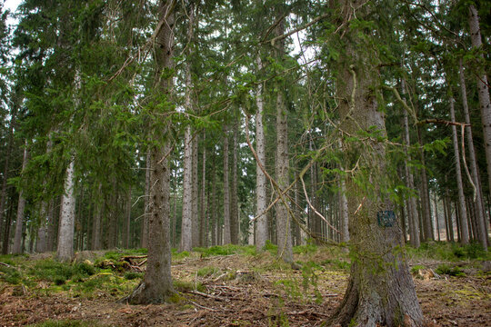 Photo d'arbre et de la nature prise en haute fagnes