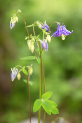 Macrophotographie de fleur sauvage - Ancolie commune - Aquilegia vulgaris