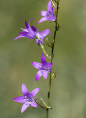 Fototapeta na wymiar Macrophotographie de fleur sauvage - Campanule fausse raiponce - Campanula rapunculoides